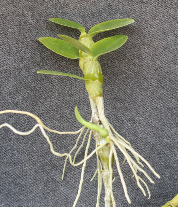 Dendrobium Nobile Type
