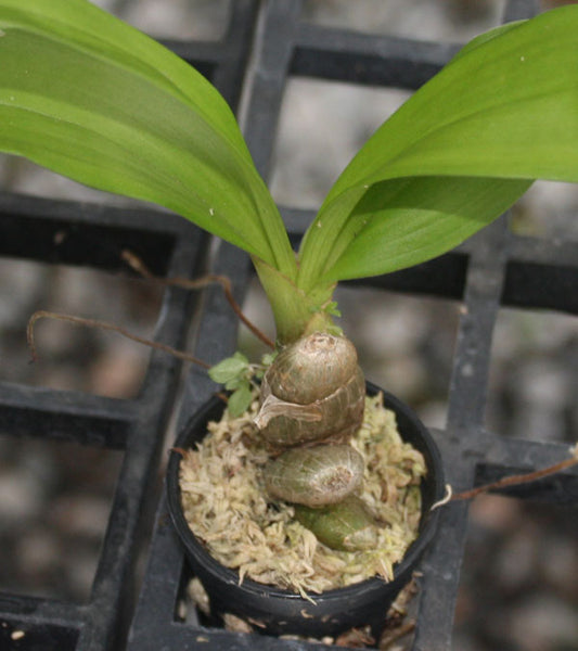 Eria obesa