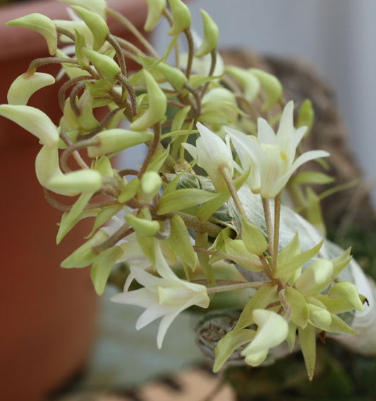 Eria obesa