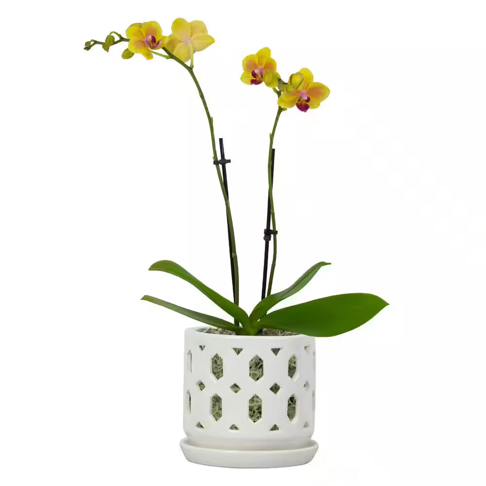 Dixie Small White Ceramic round Orchid Planter with Drainage Holes and Attached Saucer (5 In. L X 5 In. W X 5 In. H)