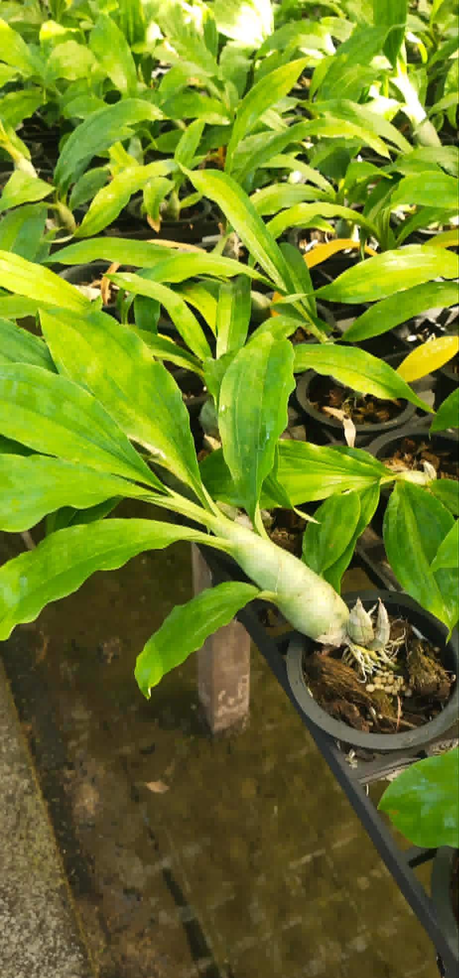 Catasetum Penang Hybrid Orchid: Rare Bloom Size Plant (3.5" Pot)