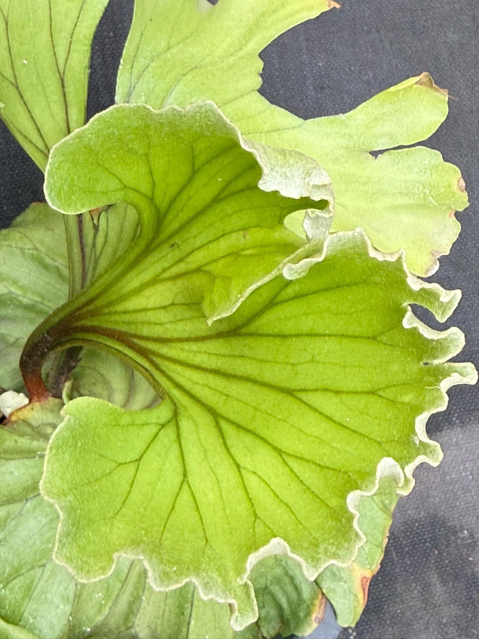A x Platycerium ridleyi "Monkey King"  Staghorn Fern - 1 Plant (Plant A)