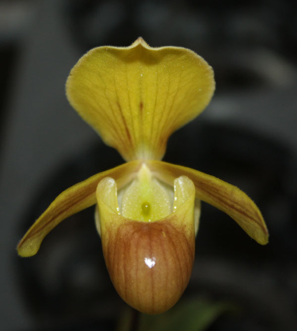 Paphiopedilum helenae