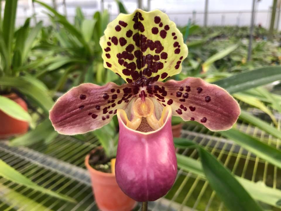 Paphiopedilum henryanum