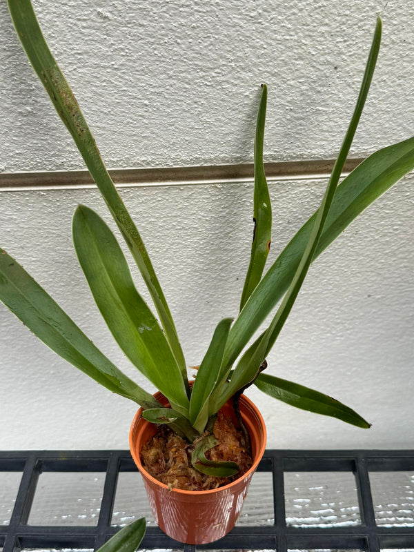 Paphiopedilum henryanum