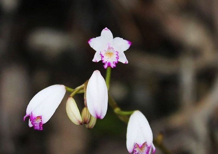 Bletilla foliosa