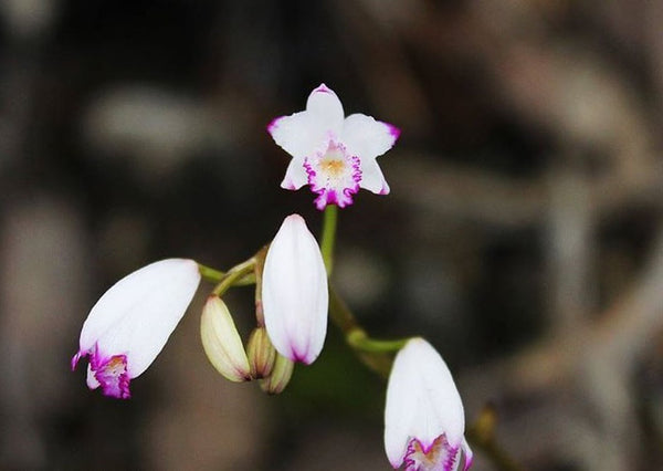 Bletilla foliosa