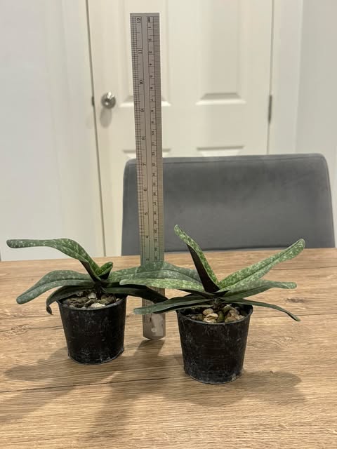 Paphiopedilum myanmaricum