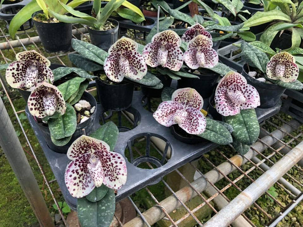 Paphiopedilum bellatulum