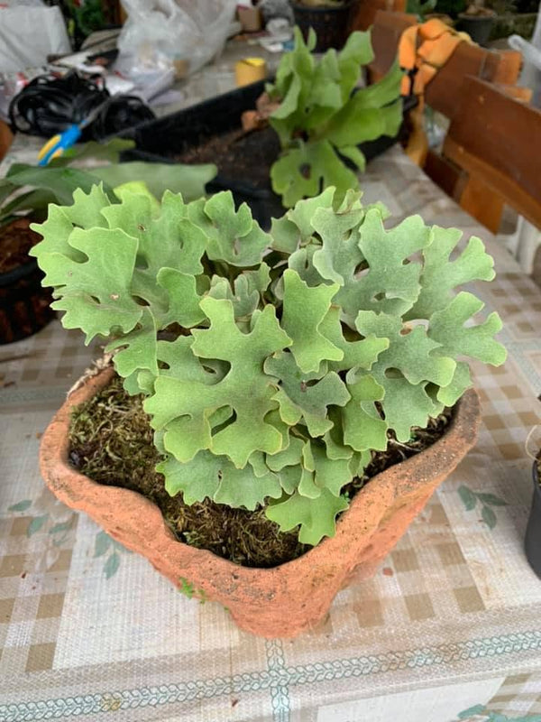 Platycerium ridleyi 'Silver Dwarf'