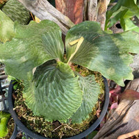 Platycerium madagascariense