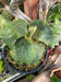 Platycerium madagascariense