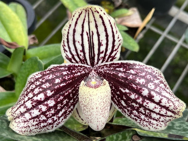 Paphiopedilum myanmaricum