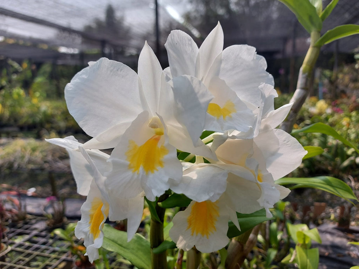 Dendrobium virgineum