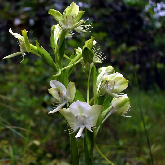 Pecteilis susannae
