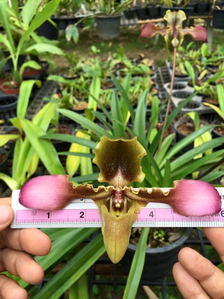 Paphiopedilum hirsutissimum