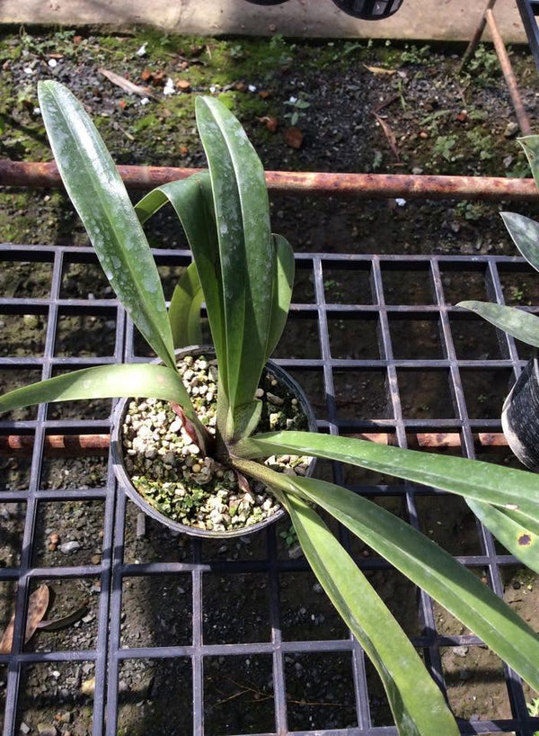 Paphiopedilum villosum