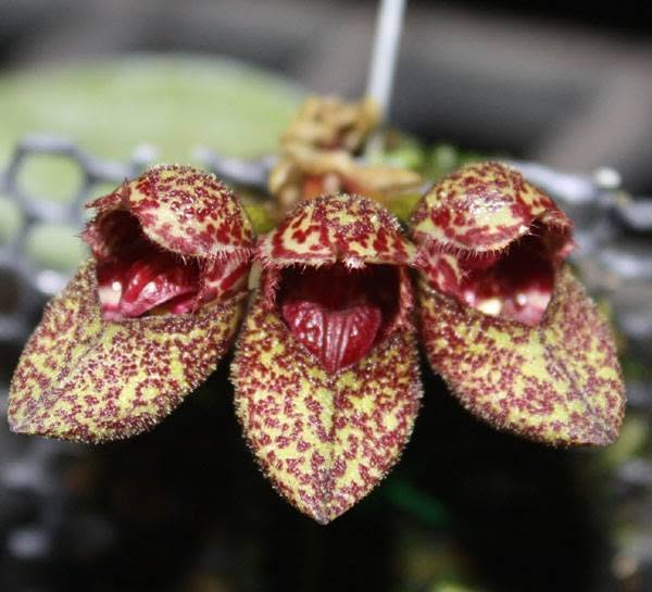 Bulbophyllum frostii