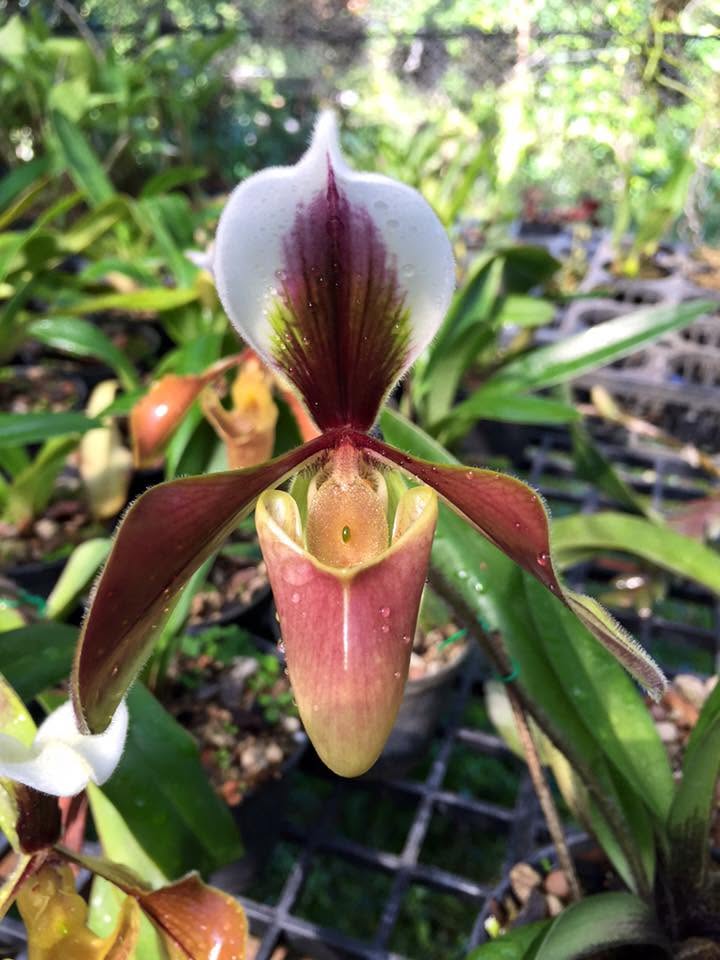 Paphiopedilum villosum