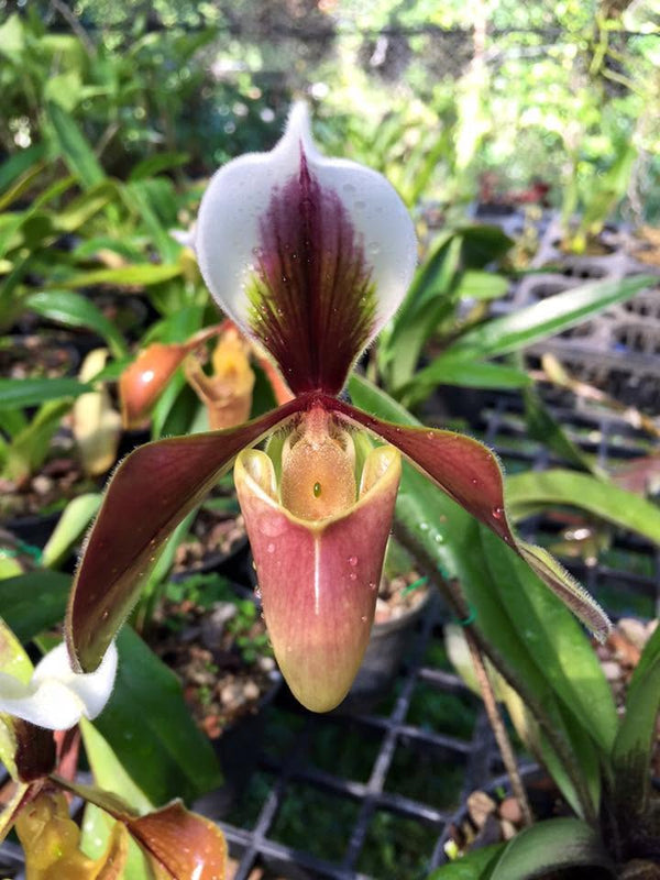 Paphiopedilum villosum