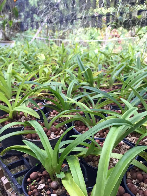 Paphiopedilum hirsutissimum