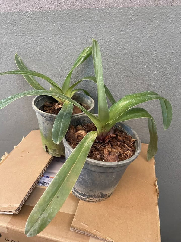 Paphiopedilum papilio laoticus