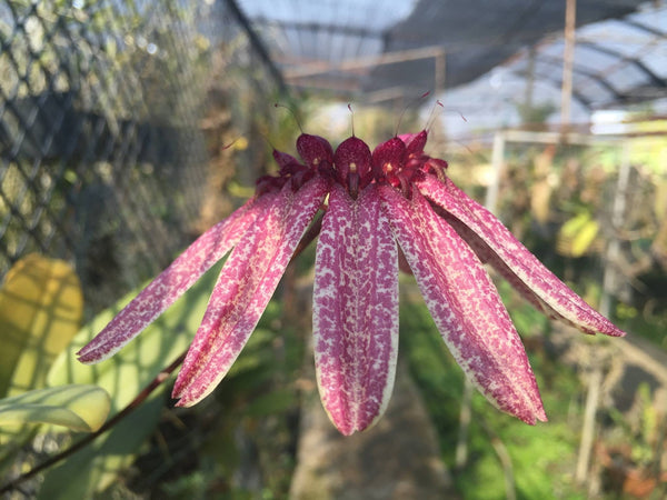 Bulbophyllum umbellatum