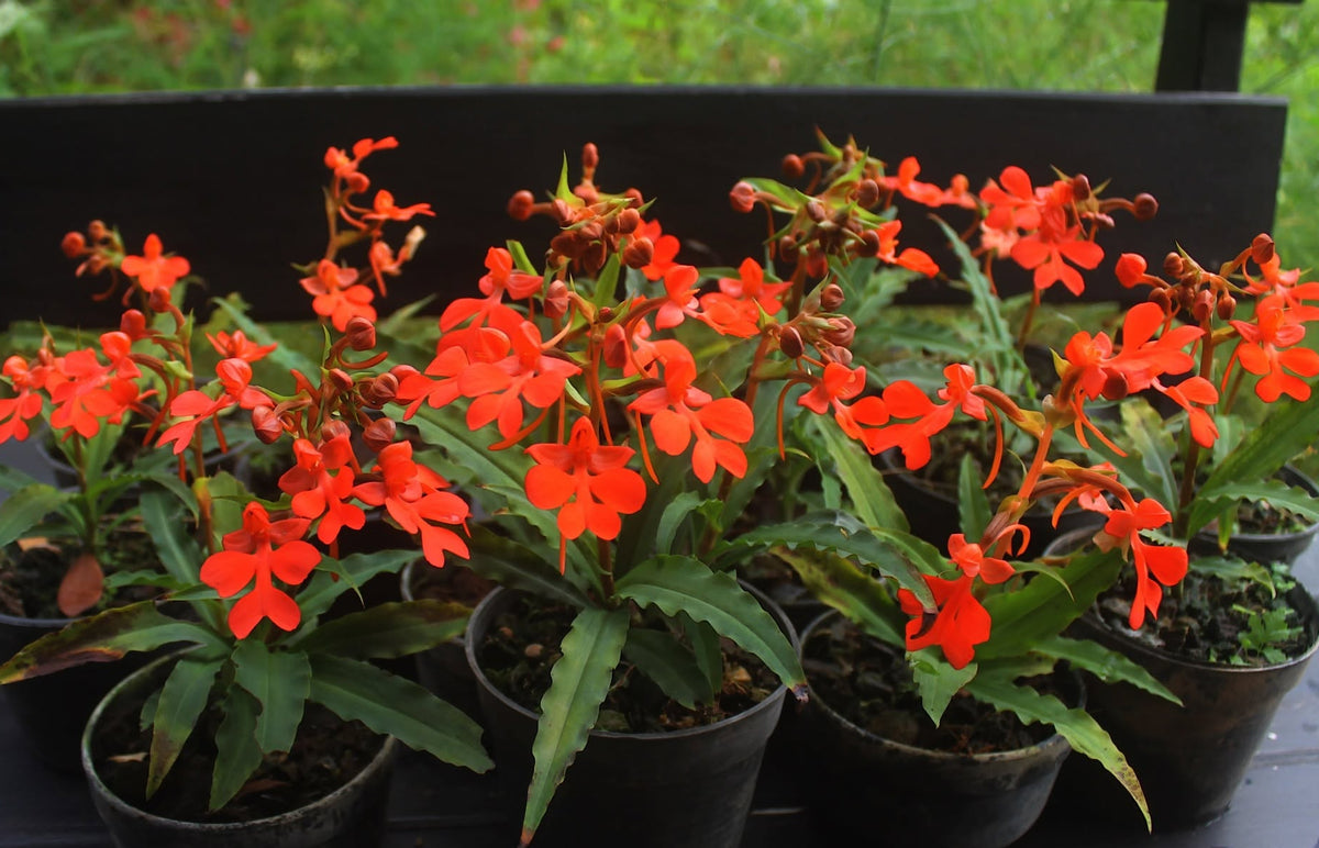 Habenaria rhodocheila (orange)