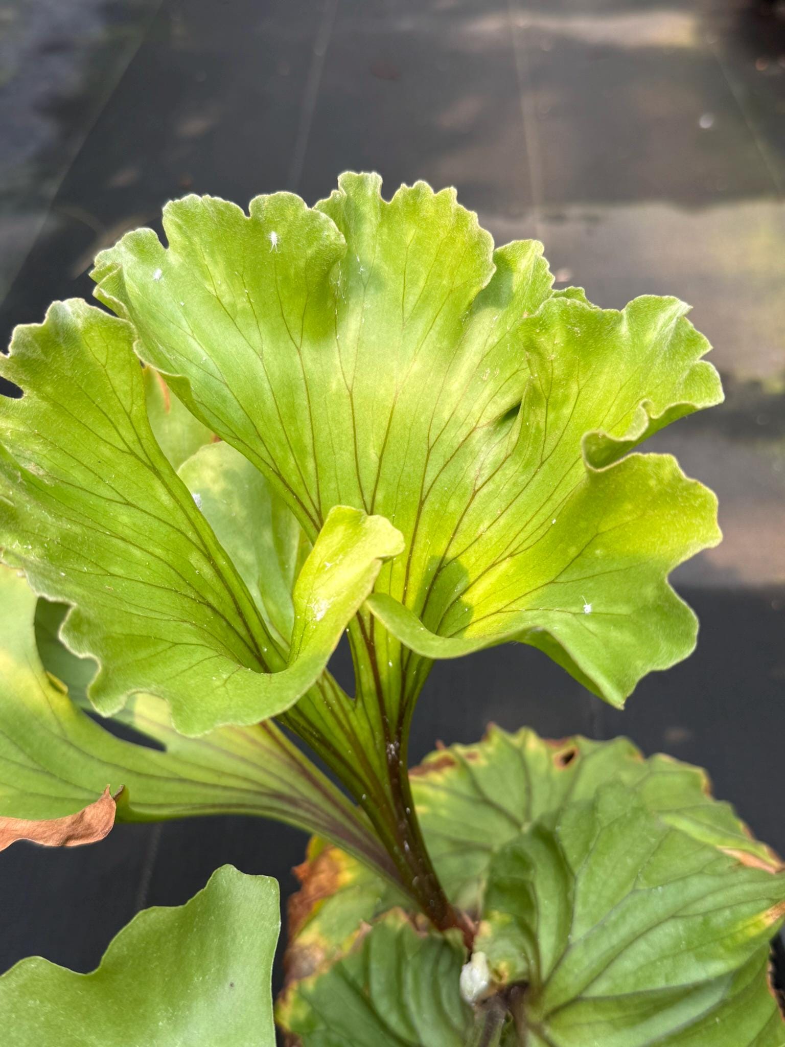B x Platycerium ridleyi "Monkey King"  Staghorn Fern - 1 Plant (Plant B)