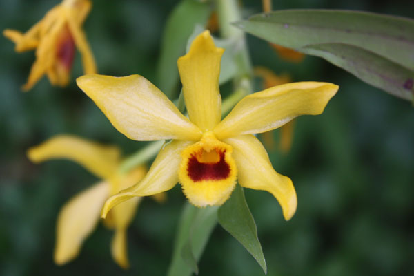 Dendrobium ochreatum