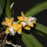 Pennilabium struthio