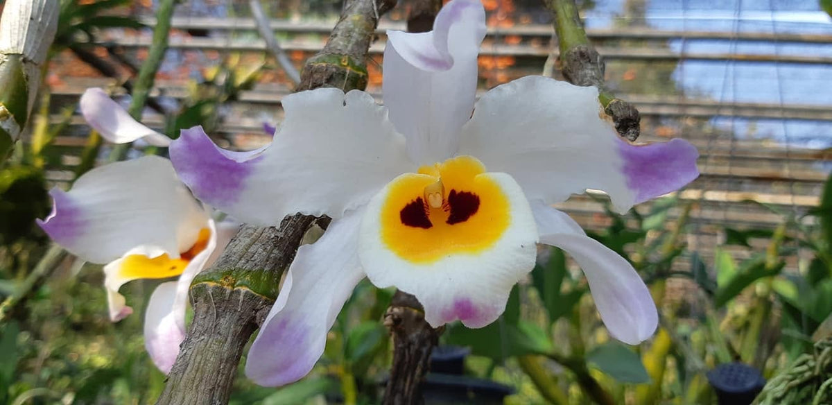 Dendrobium pendulum