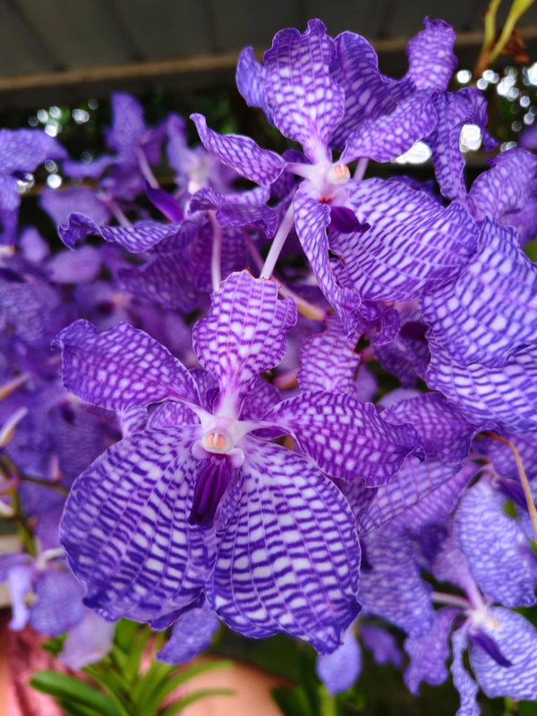Vanda coerulea  (Laos)