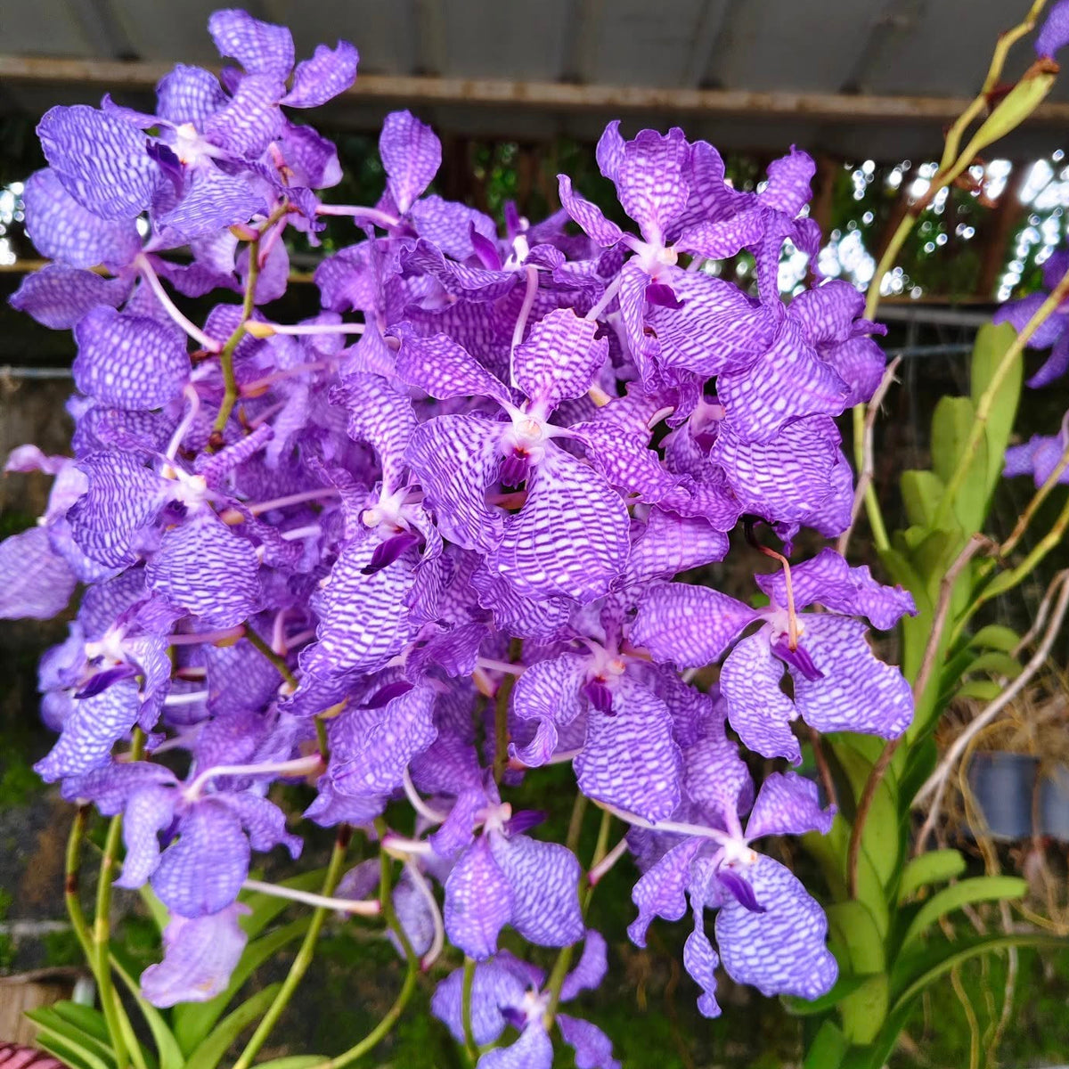 Vanda coerulea  (Laos)