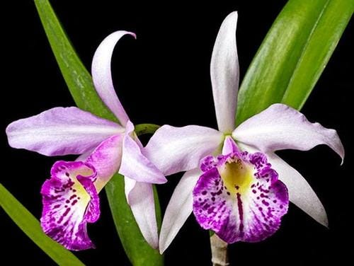 Brassocattleya Taiwan Big Lip 1 Plant Orchid (Rare Collector's Item)