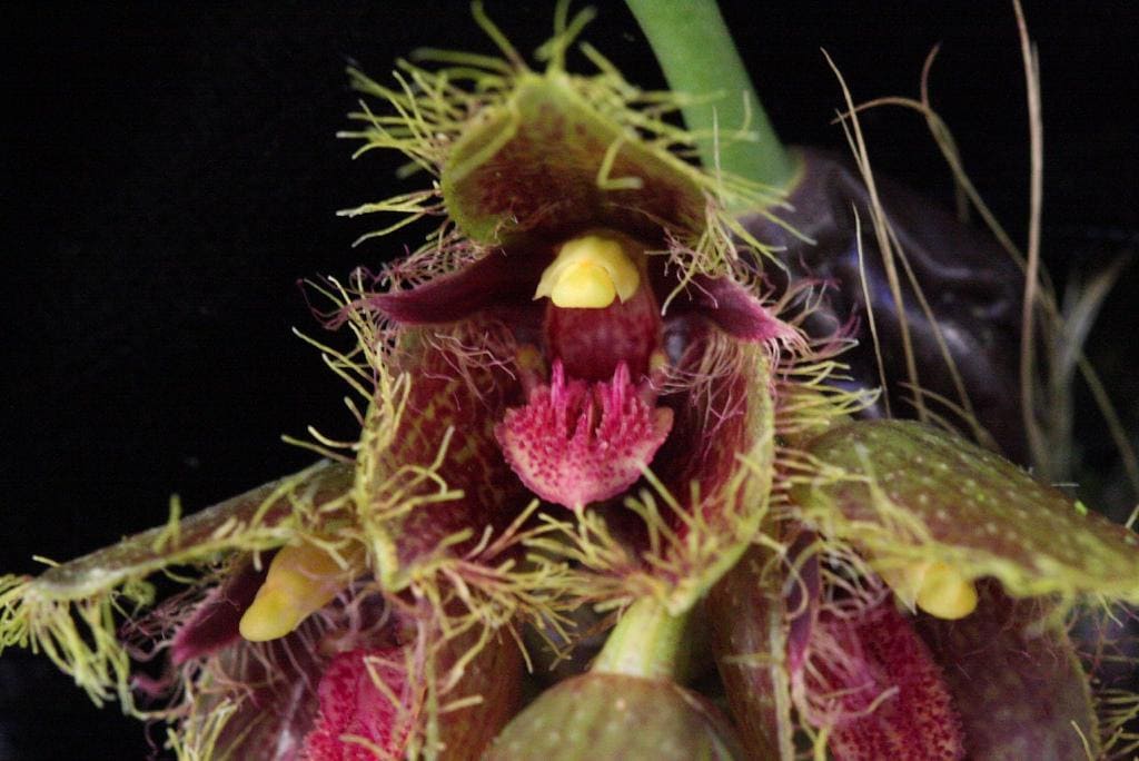 Bulbophyllum dayanum Orchid Plant: Mounted Epiphytic Species (Bloom Size)