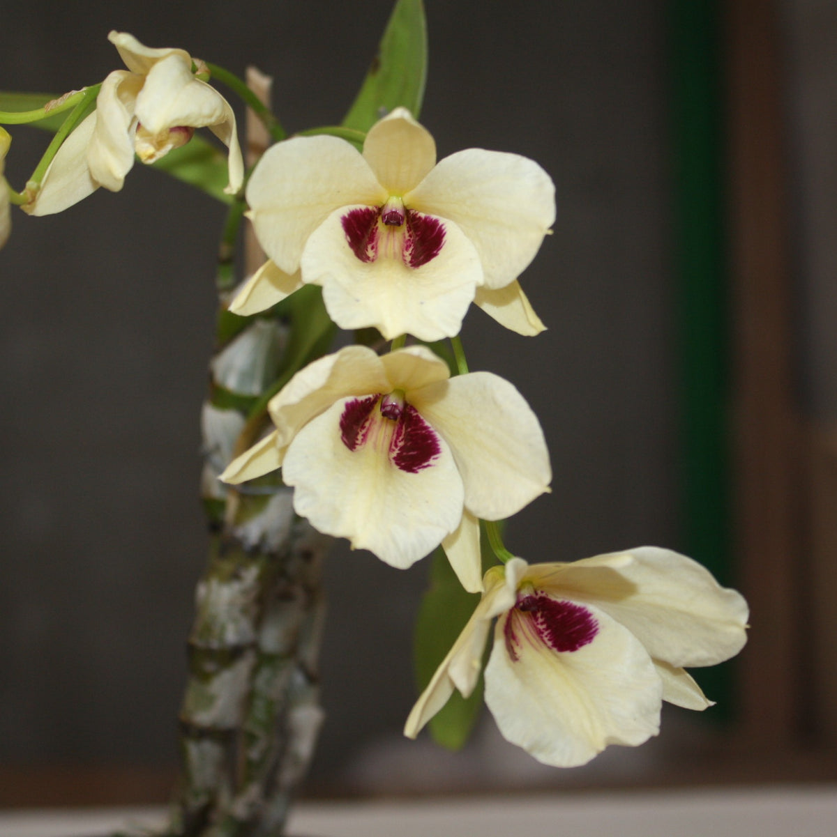 Dendrobium sanguinolentum