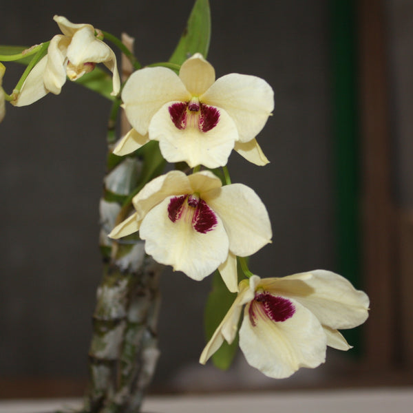 Dendrobium sanguinolentum