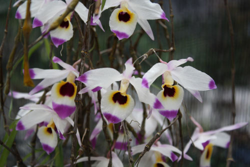 Dendrobium falconeri