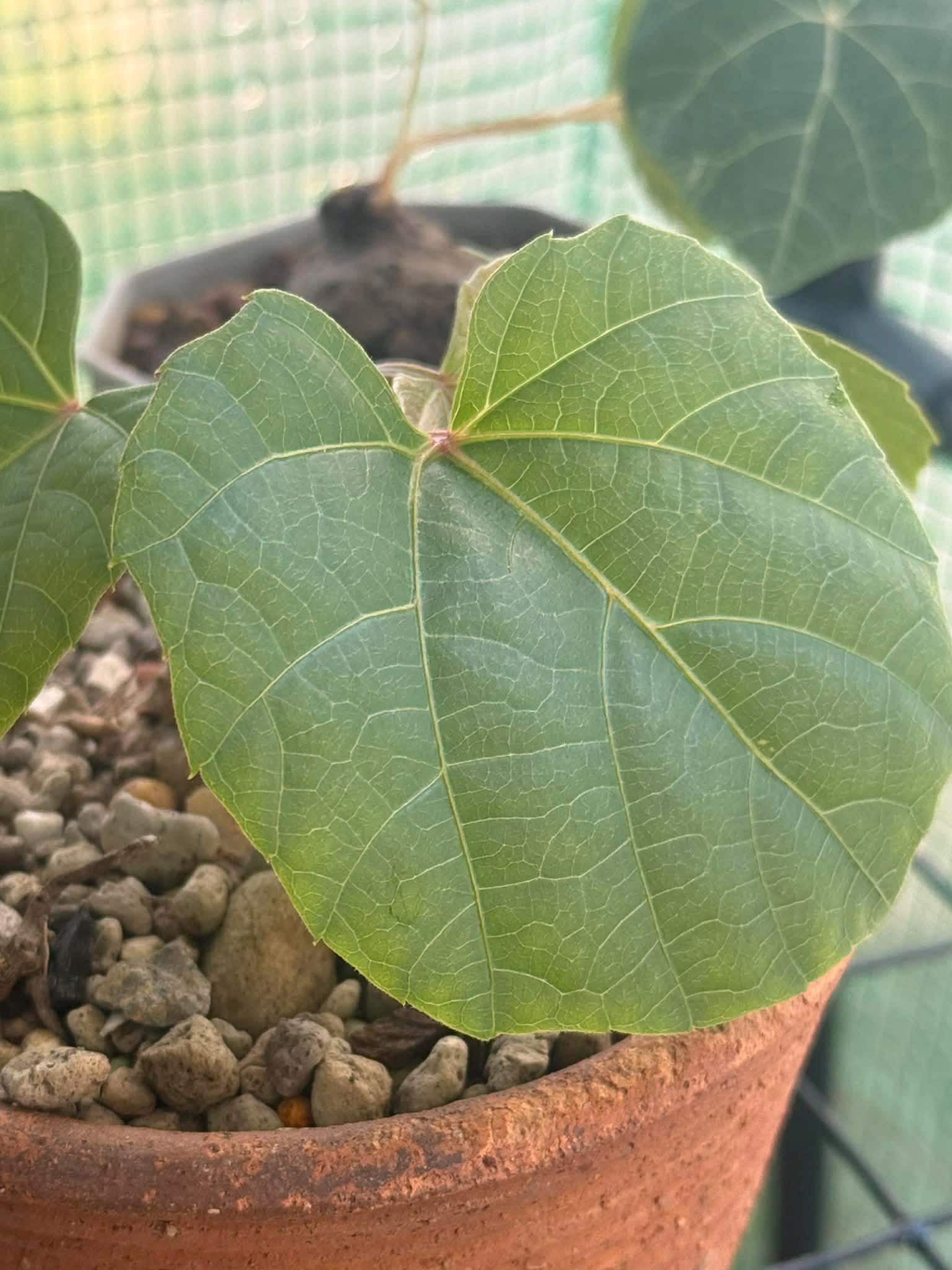 Anperoshissasu Marutini アンペロシッサス・マルティニ   1 Plant Caudex plant Ampelocissus Martini Wild Grape