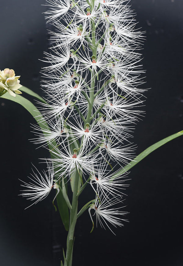 Habenaria medusae
