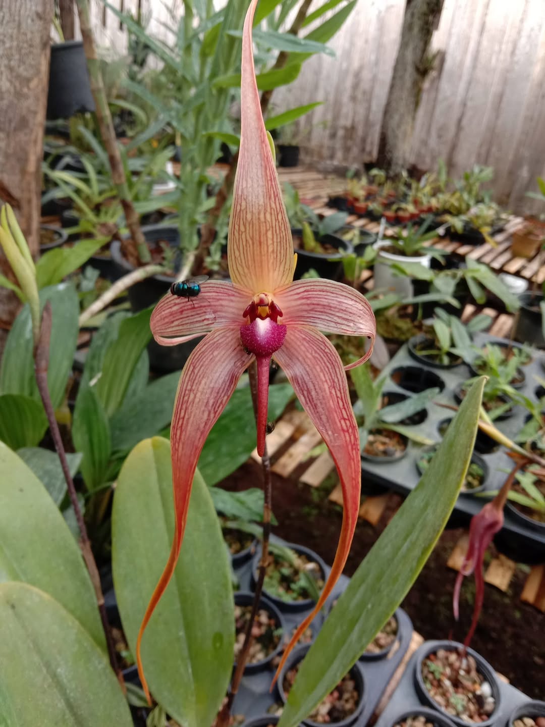 Bulbophyllum echinolabium