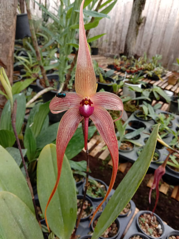 Bulbophyllum echinolabium