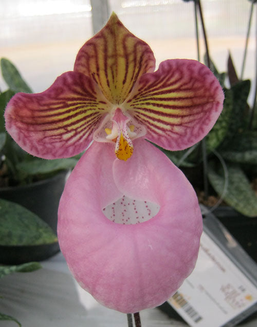 Paphiopedilum micranthum