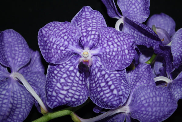 Vanda