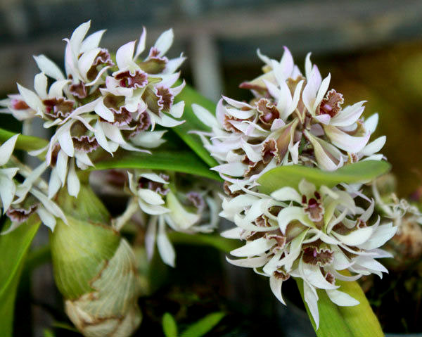 Dendrobium peguanum