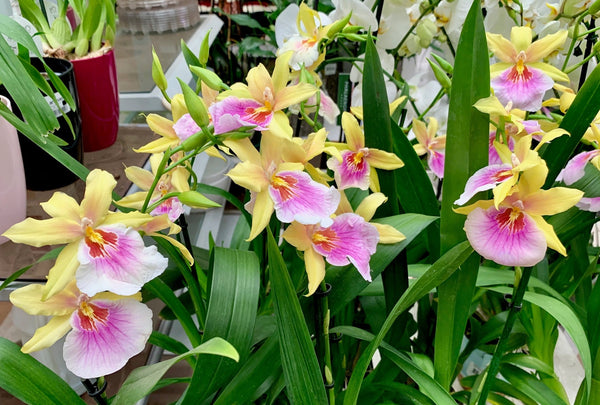 Miltonia Sunset (Miltonia regnellii x Miltonia Goodale Moir)