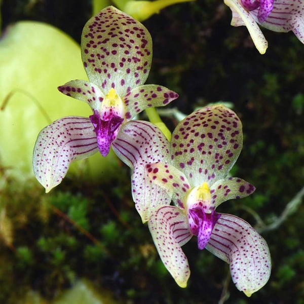 Bulbophyllum