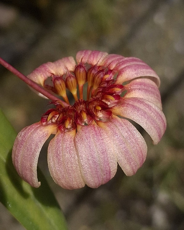 Bulbophyllum auratum