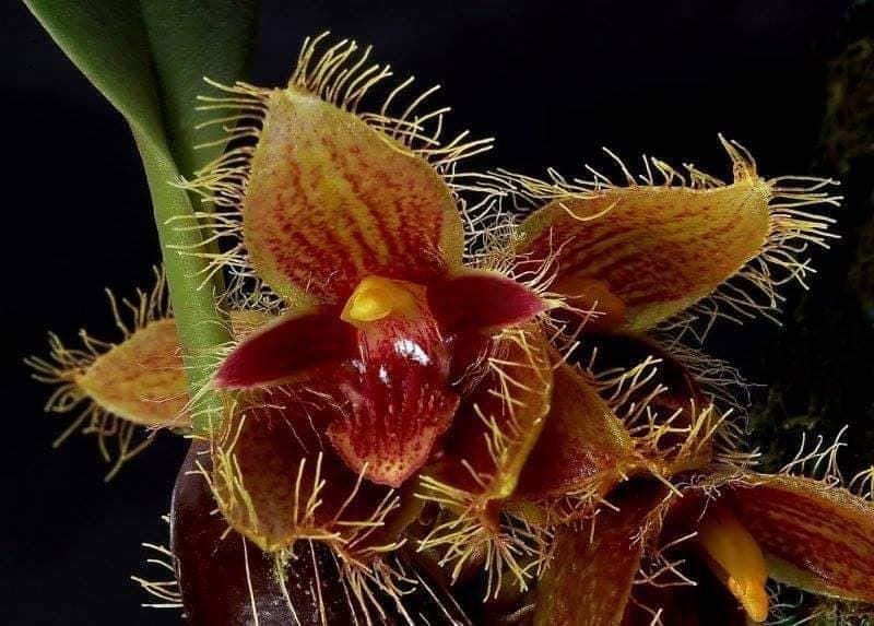 Bulbophyllum dayanum Orchid Plant: Mounted Epiphytic Species (Bloom Size)